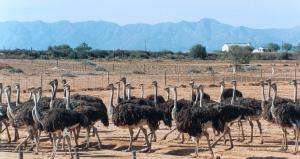 Garden Route – Cape Town to Oudtshoorn | Go Discover Abroad